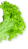 sallad