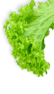 sallad